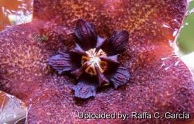 Image result for Orbea melanantha