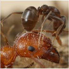 Oils from the families lamiaceae (mints), poaceae (true. An Argentine Ant Linepithema Humile Worker Performing Gaster Bending Download Scientific Diagram