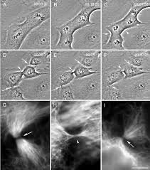 What causes the cleavage furrow to form? During Mitosis Ectopic Cleavage Furrows And Midbodies Can Form Between Download Scientific Diagram