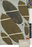 Image result for Ficus saussureana