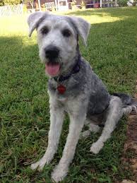 Sapsaree, sapsal gae, ghost dog. Korean Sapsali Dog Funny Dogs Animals Dogs
