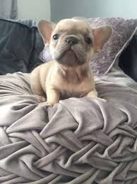 As these costs rise we have had to increase the adoption fees as one measure to try the pending adoption banner on a dog's photo means that we are no longer accepting new applications for that dog. Maryland French Bulldog For Adoption Pets And Animals In Maryland Baltimore