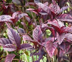 Pin On Plant For Healty