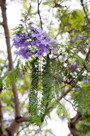 The white house christmas tree usually stands nearly 20 feet tall and the crystal chandelier in the blue room must be removed for the tree to fit the room. Purple Haze Jacaranda Fever Hits San Diego The Horticult