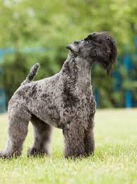 Blue dogs come in all sizes. Blue Dog Breeds 20 Beautiful Blue Breeds That You Ll Love