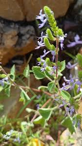 Image result for Aeollanthus myrianthus