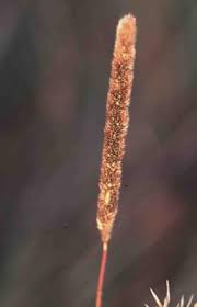 Image result for Eriochrysis