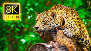 Ultimate Wild Animals Collection In 8k Ultra Hd 8k Tv Youtube