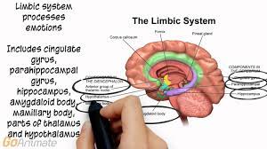 Why can coloring books in anatomy and physiology be so helpful? Nervous Systems Organismal Biology