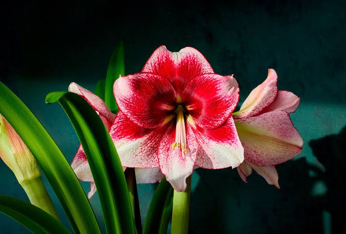 27 Gorgeous Amaryllis Varieties to Grow for a Burst of Winter Color