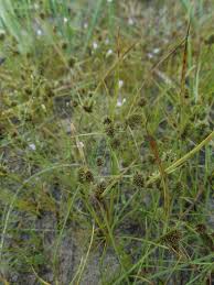 Image result for Cyperus chersinus