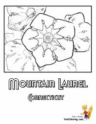 Flowers nature love flowers yellow flowers colorful flowers beautiful flowers camellia flower pictures and meanings at fower info.org. Magnificent States Flower Coloring Sheets A G Alabama Georgia Free
