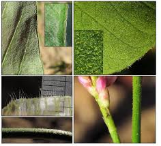 Image result for Persicaria senegalensis