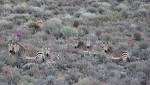 Kammanassie Nature Reserve receives lifeline