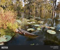 Alligator On Fallen Image Photo Free Trial Bigstock
