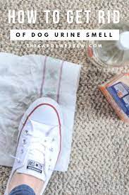 If the stain has had time to dry, wet it with water to soak it out of the carpet before treating the spot. How To Get Old Dog Urine Smell Out Of Carpet Dog Pee Smell Dog Urine Pet Urine Smell