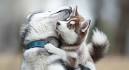 400+ Cute, Unique, & Funny Husky Names | PlayBarkRun