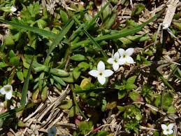 Image result for Aidia micrantha