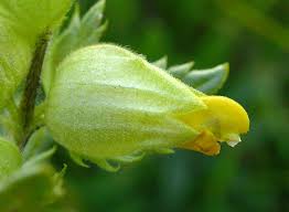 Image result for Rhinacanthus xerophilus