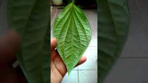 Dalam seikat daun sirih mana boleh tak boleh jumpa sehelai sirih bertemu urat. Daun Sirih Temu Urat By Luqman Bin Adi