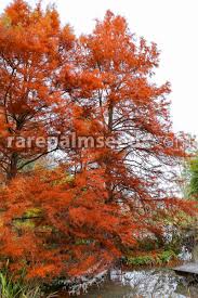 Image result for Taxodium