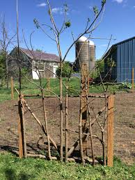 Here are some easy instructions on how to build an arbor that even a beginner can handle. How To Build A Rustic Garden Gate Whole Fed Homestead