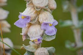 Image result for Tinnea vesiculosa