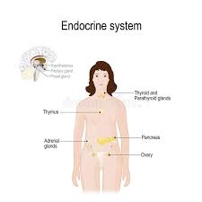 Cellular mechanism of hormone action. Endocrine System For Woman Closeup Of Endocrine Glands In A Brain Stock Vector Illustration Of Gland Pancreas 141284984
