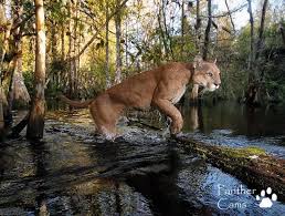 Browse 178,981 florida panthers stock photos and images available, or search for hockey or panthers hockey to find more great stock photos and pictures. Florida Panther On The Hunt Natureisfuckinglit