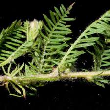 Image result for Xenostegia pinnata