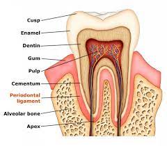 Drynaria Benefits Of Unique Bone Building Herb For Gingivitis And Osteoporosis Dental Anatomy Dental Hygiene School Dental