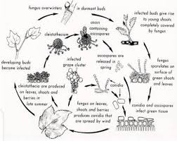 Image result for Uncinula necator