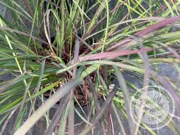 Image result for Andropogon africanus