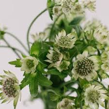 Picking flowers results in even more blooms. Astrantia