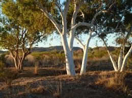 Gum tree stock images from offset. Gum Trees Jim S Trees