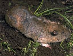In the past, i have had a frustrating relationship with these cute little botta's pocket gophers. Botta S Pocket Gopher Life Expectancy