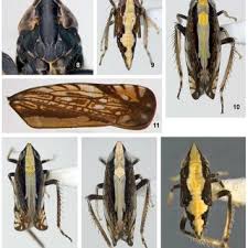 Image result for Xerophyta zambiana