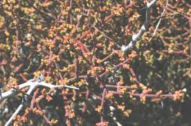 Image result for Viscaceae