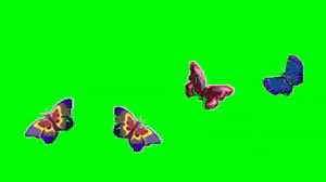 Koleksi penuh 96 kupu kupu gif. Green Screen Kupu Kupu Youtube Greenscreen Green Screen