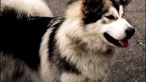 We did not find results for: Malamute De Alaska Raza De Perro Youtube