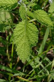 Image result for Heliotropium indicum