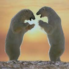 It is so popular among wildlife enthusiasts that it has its own day of recognition, international a large male polar bear may weigh up to 1,500 pounds and grow to nearly 10 feet tall, standing on its hind legs; Polar Bear Facts North American Bear Centernorth American Bear Center