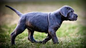 Maybe you would like to learn more about one of these? Fake Breeders Are Scamming People Into Buying Puppies That Don T Exist Cbs News