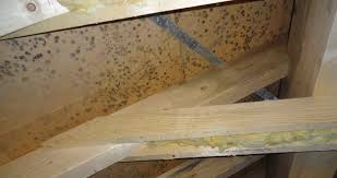 Bewohner können schimmel wirkungsvoll vorbeugen, wenn sie die luftfeuchtigkeit in der wohnung kontrollieren und ausreichend lüften. Schimmel Im Neubau Das Experteninterview