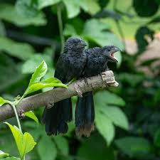 Image result for Anagallis kochii