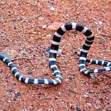 Pin Di Scaly Snake S