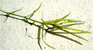 Image result for Najadaceae