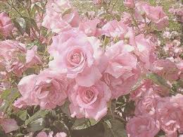 Check spelling or type a new query. Ma Vie En Rose Flower Aesthetic Pink Aesthetic Pastel Pink Aesthetic