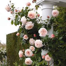 The albrighton rambler, a fully double david austin rambling rose with a button eye. A Castle In The Sticks Roses I Ordered Two More Species Of David Austen