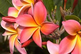 Sunset Colored Frangipani Exquisite Frangipani Plumeria Fragrance Plumeria